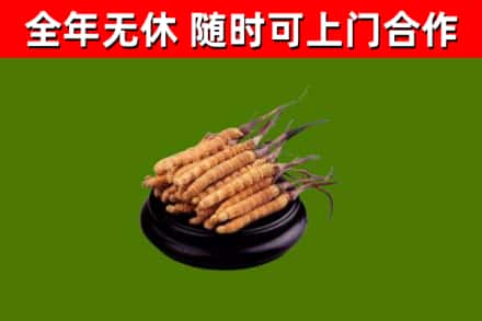 安吉烟酒回收冬虫夏草.jpg